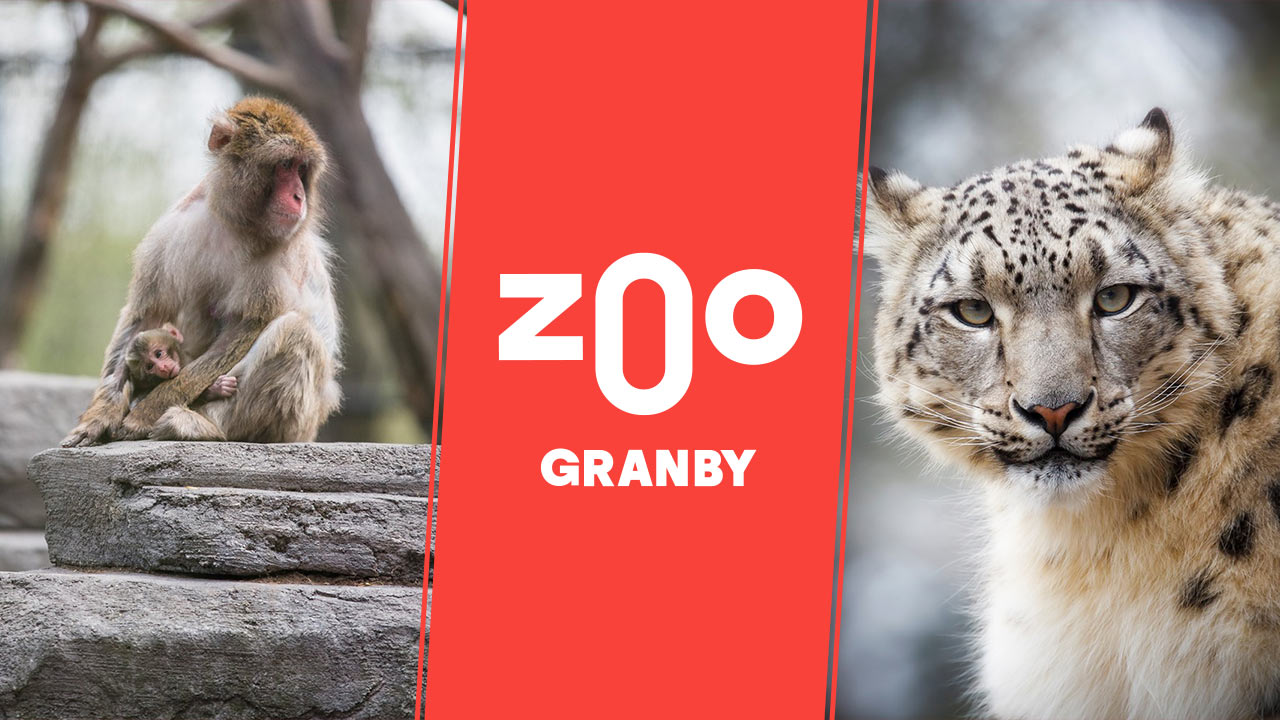 Une sortie palpitante en famille au Zoo de Granby