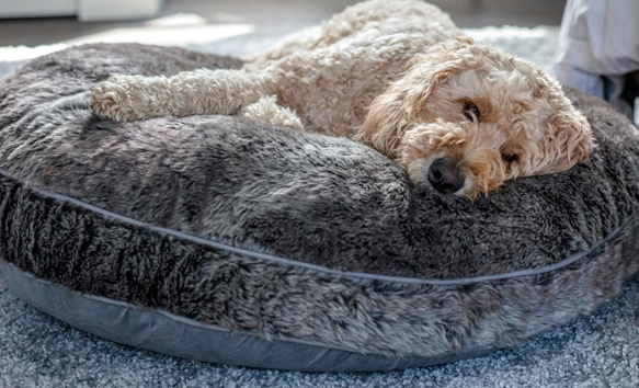 what is the national dog of canada